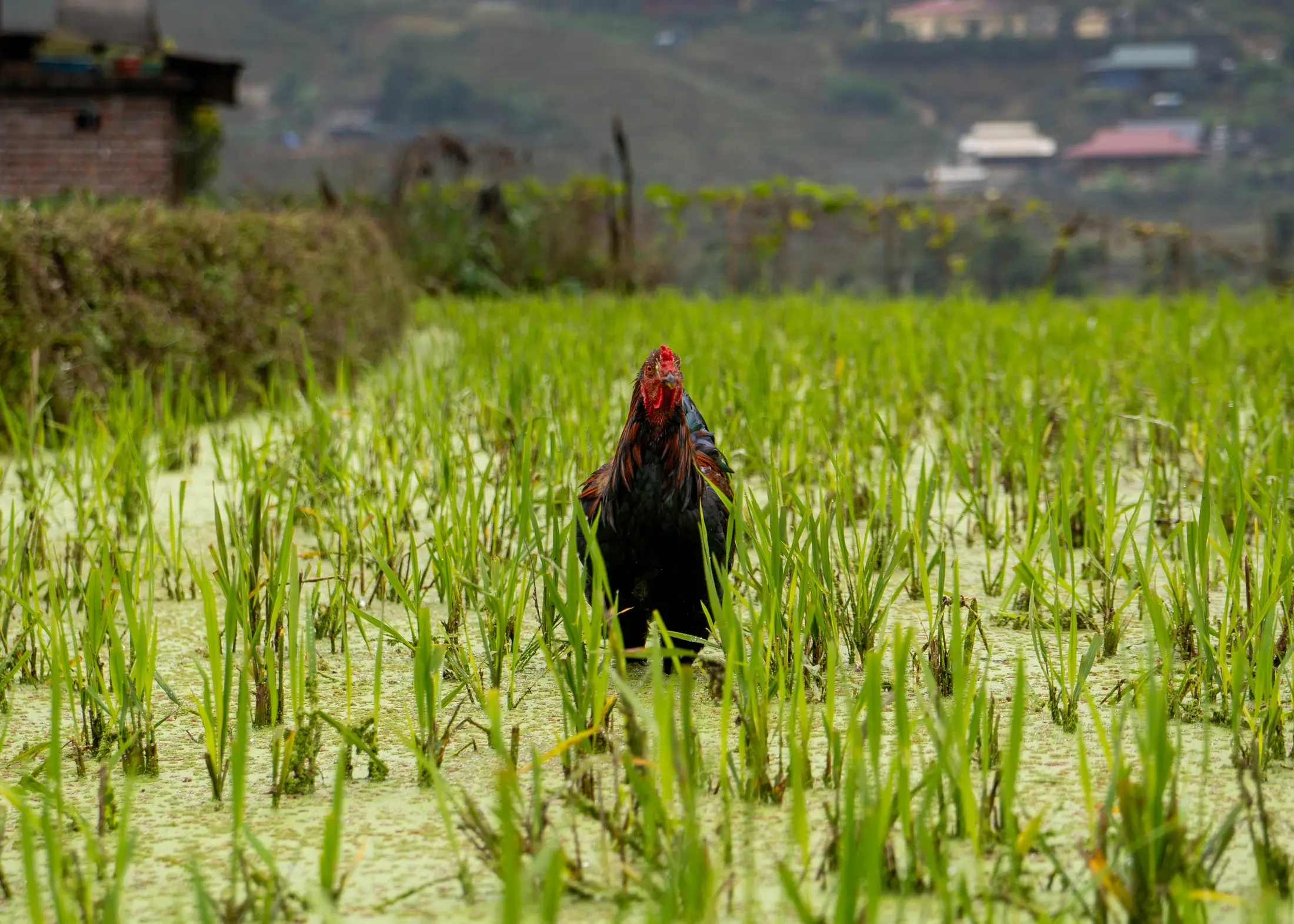 Rooster in the Paddy