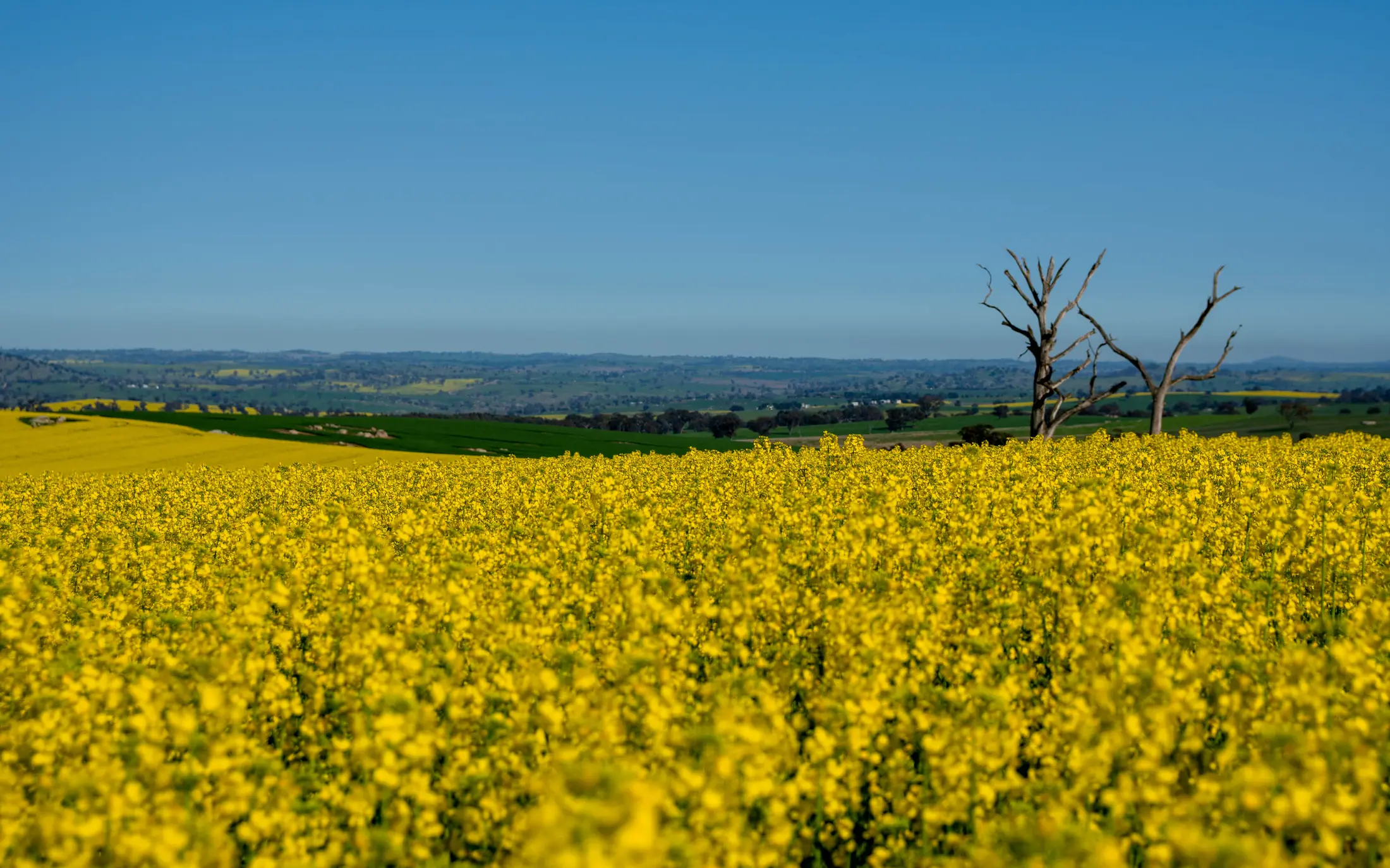 Canola Season