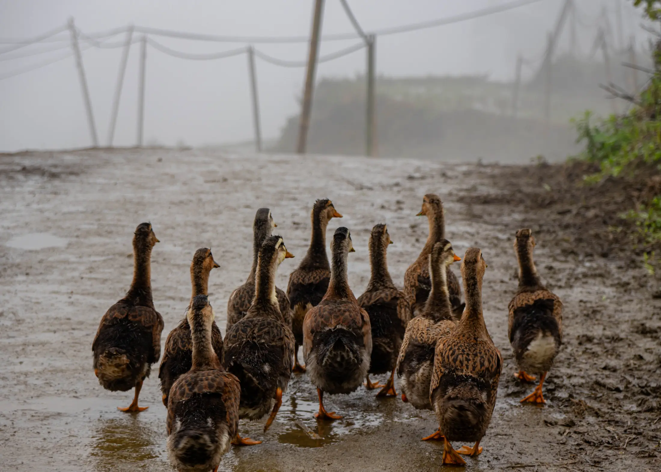 Ducks in the Mist