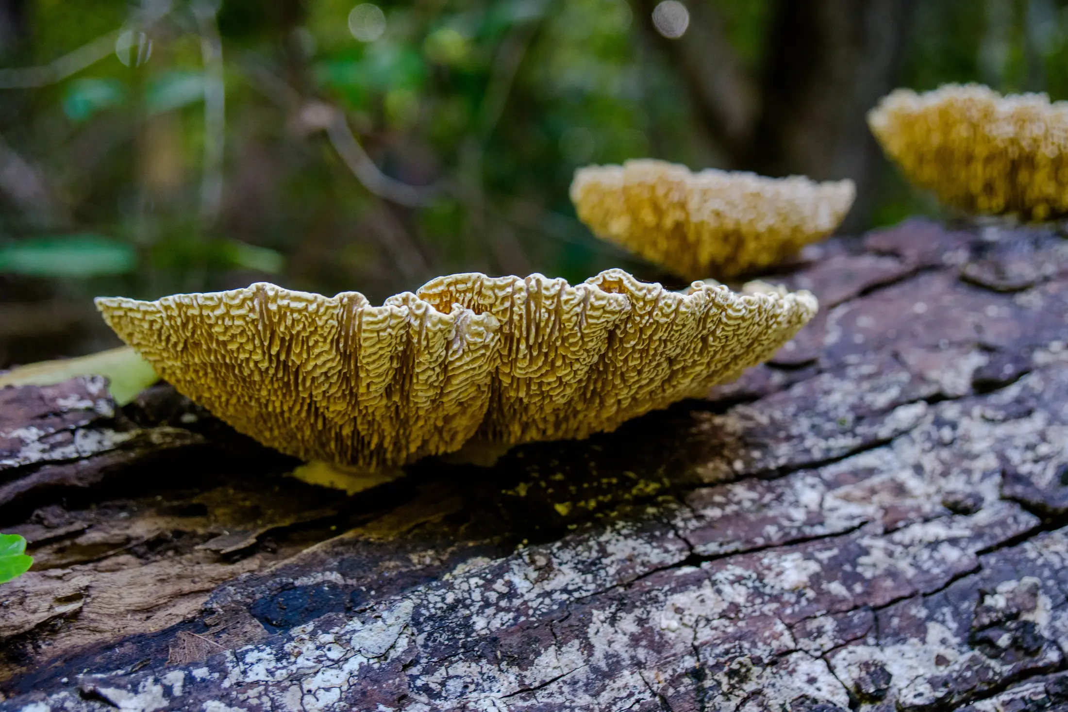 Fungi in a forest