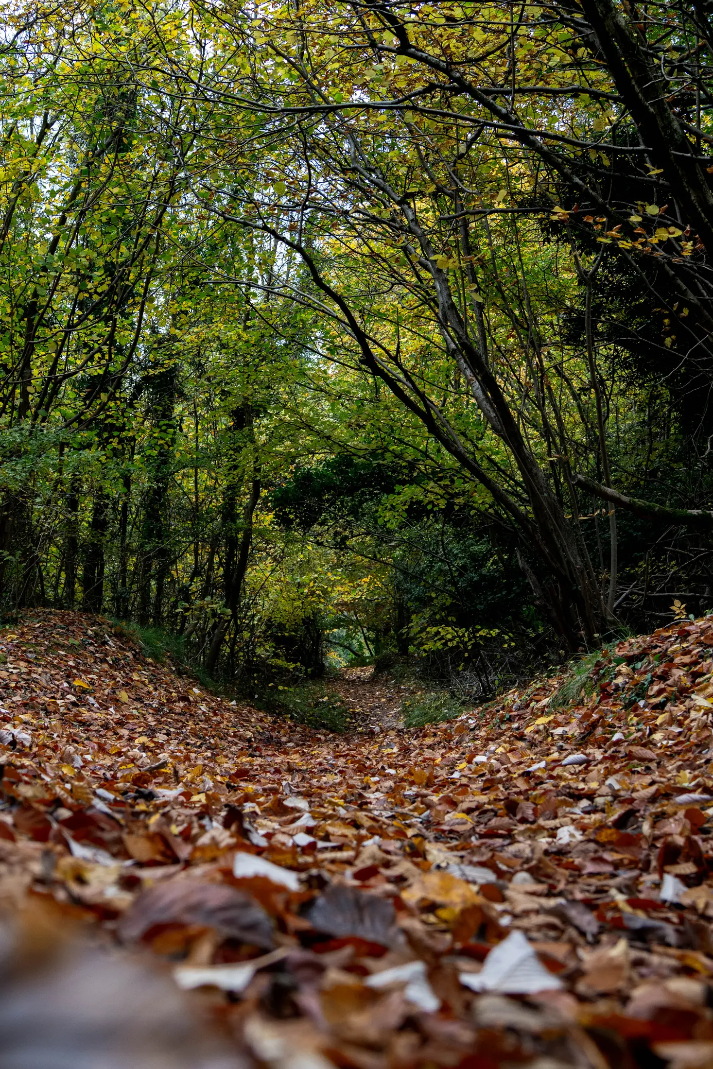 The Hollow