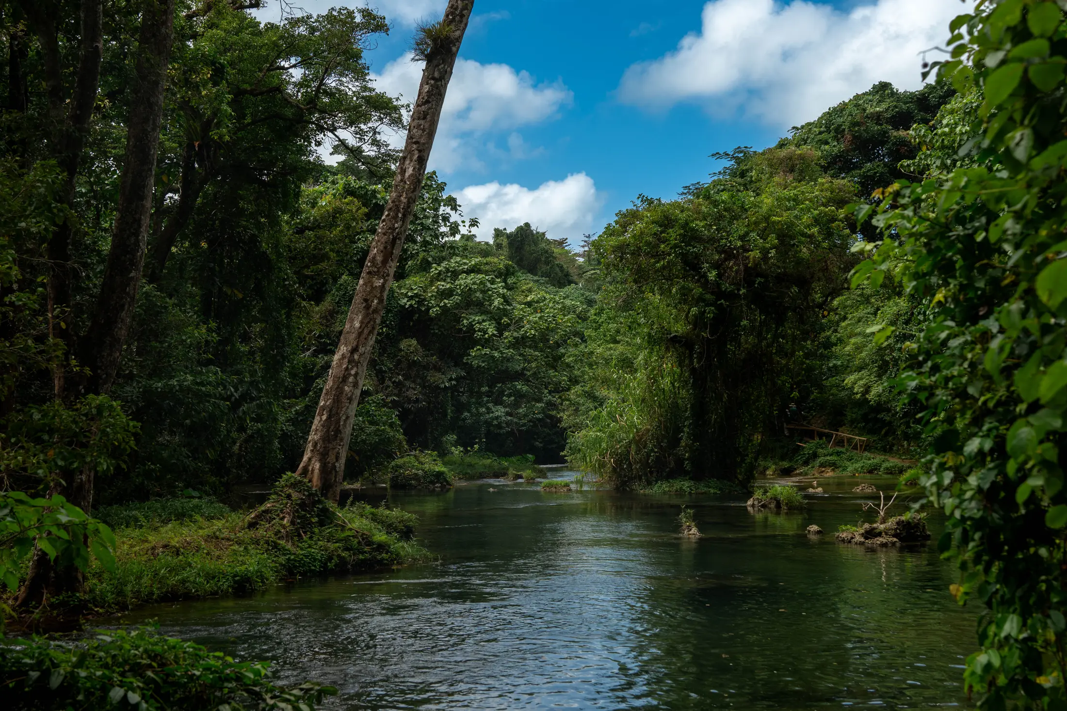River Through the Rainforest
