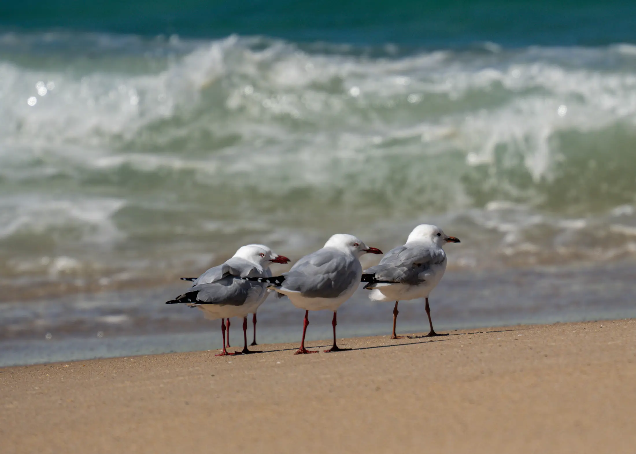 Seagulls
