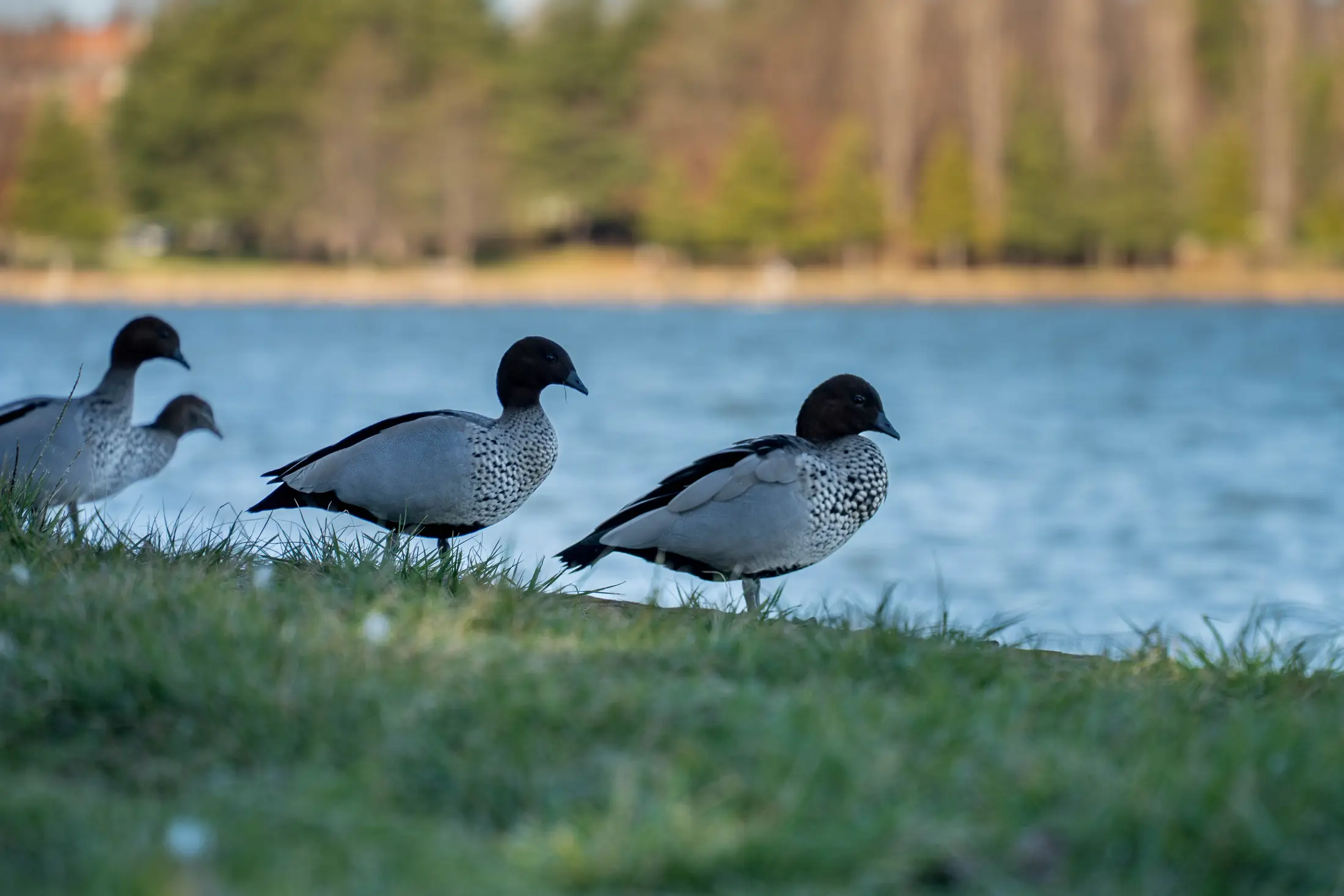 Ducks on the lake