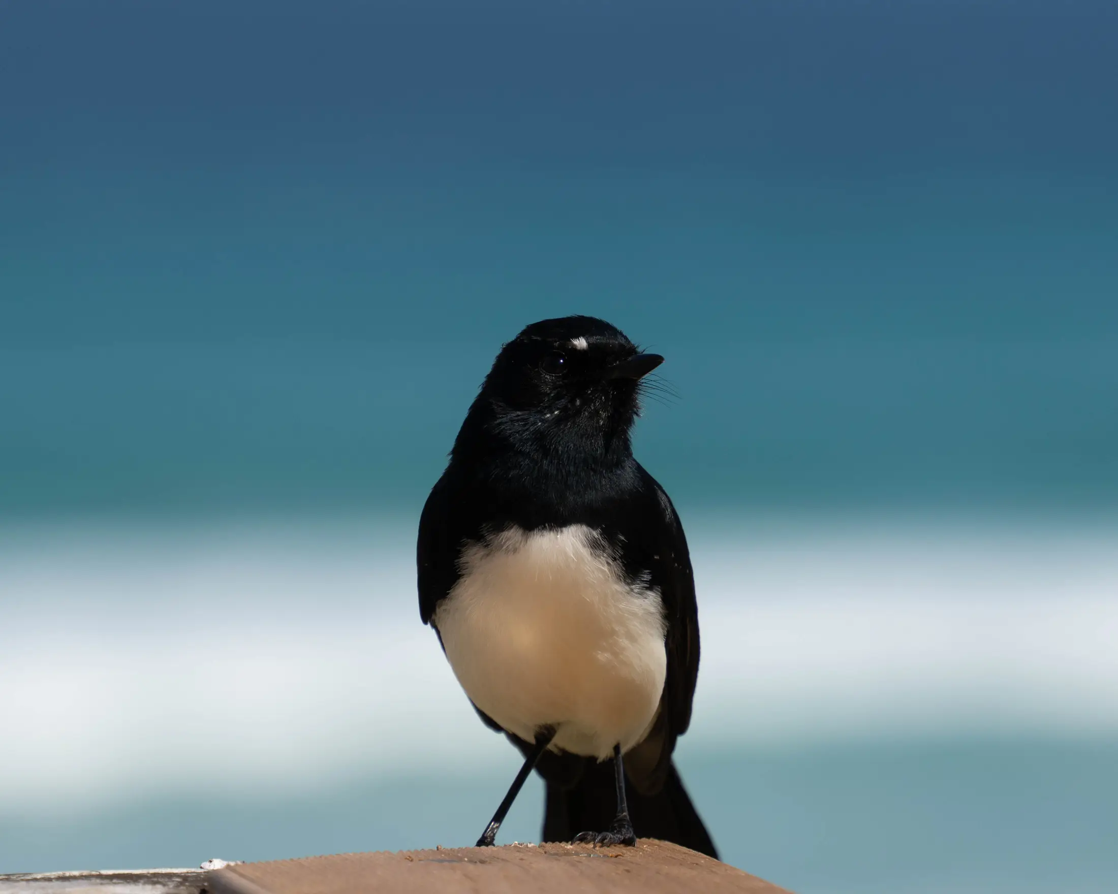 A Bird