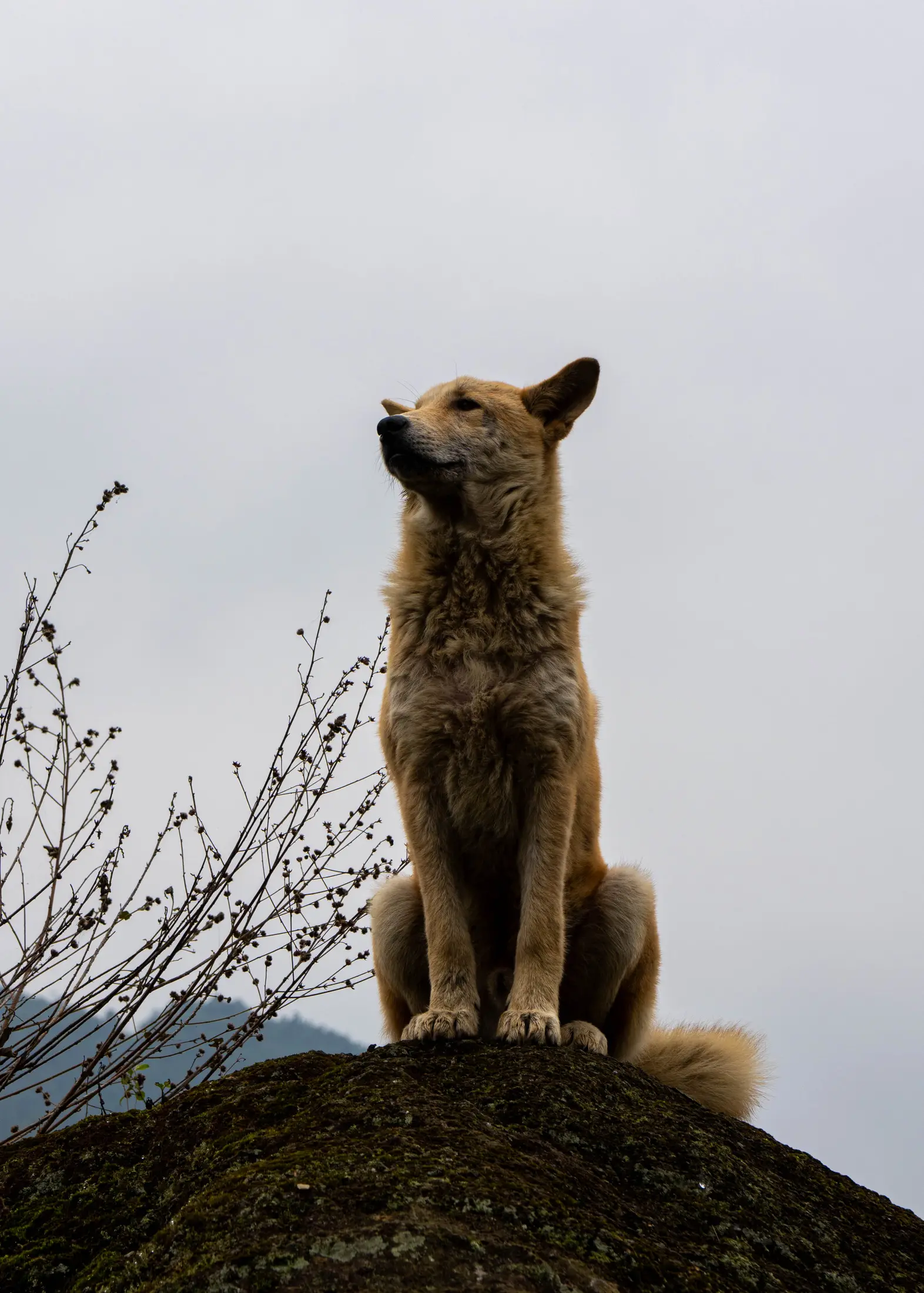 Sentinel