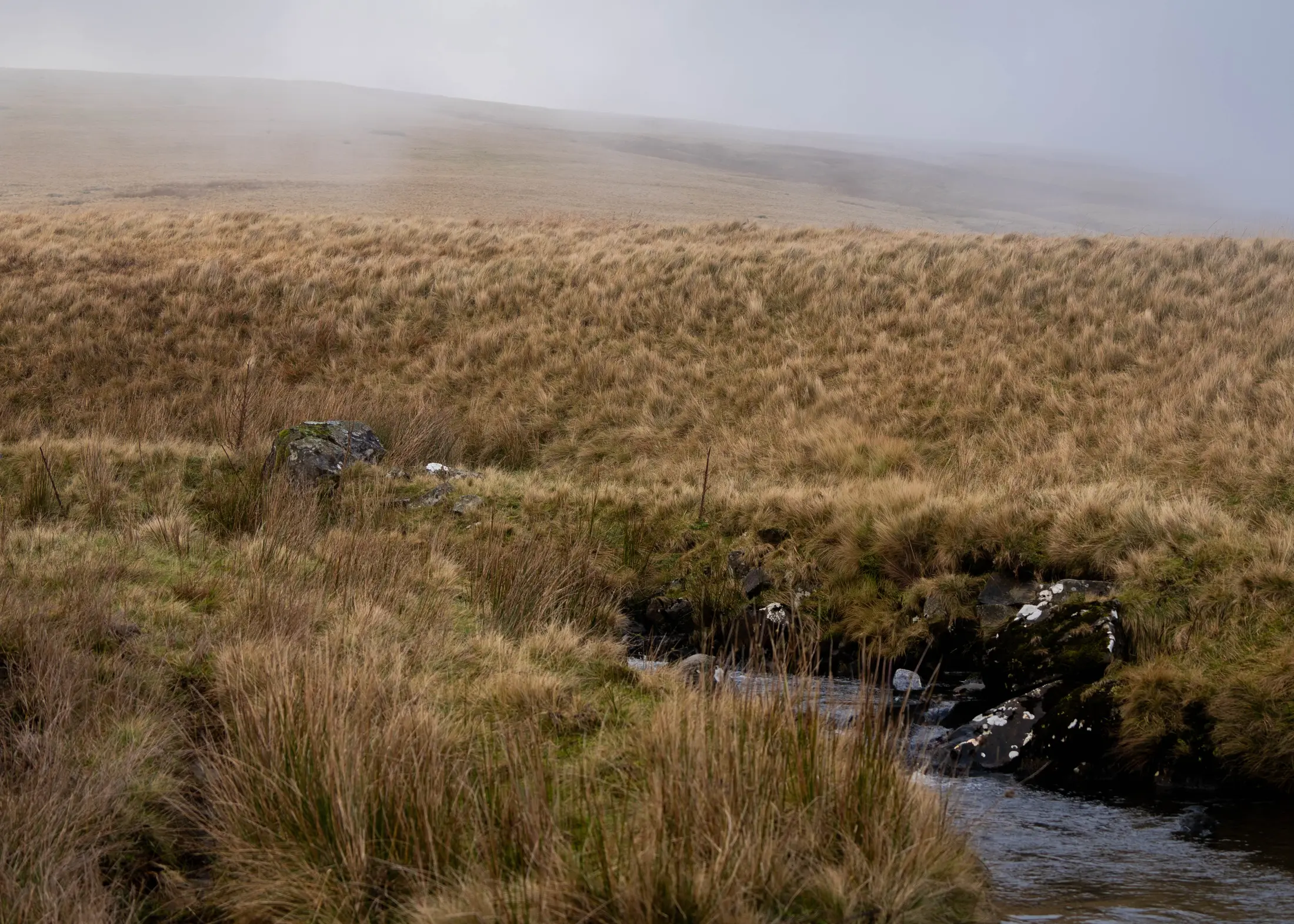 The Moor