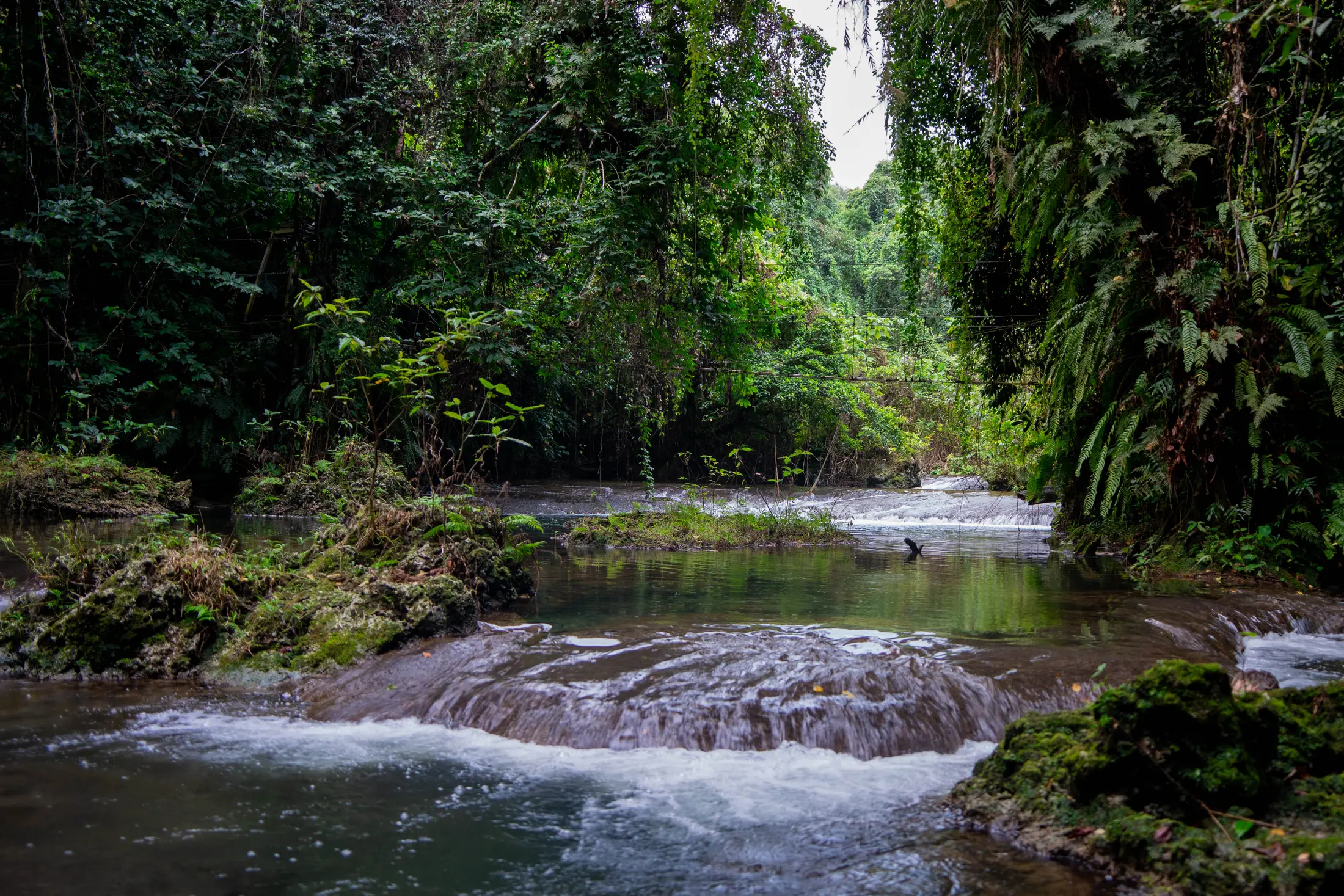 Jungle Creek